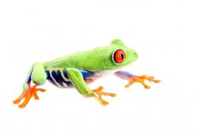 frog isolated on white