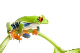 frog on plant isolated