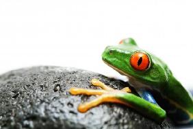 frog on rock