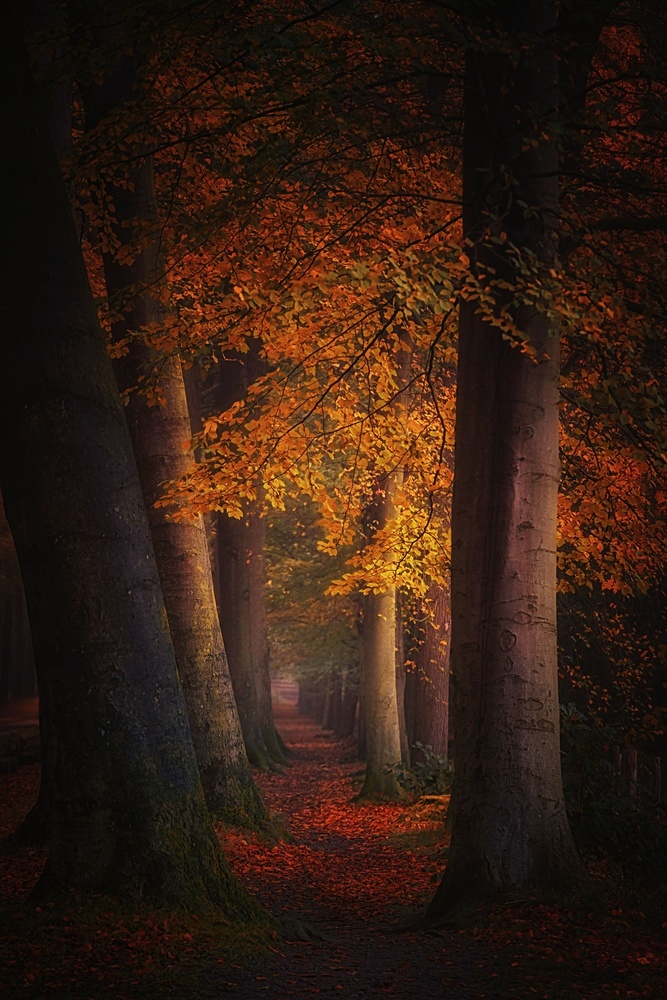 Whispering leaves de Saskia Dingemans