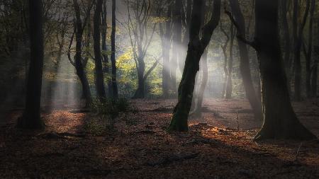 Forest of dancing trees