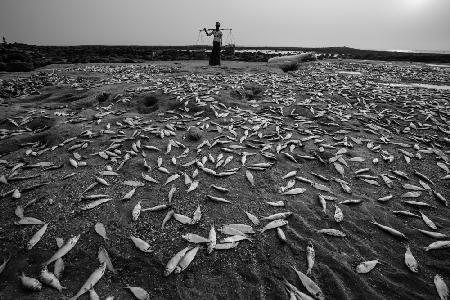 Sundry fishes