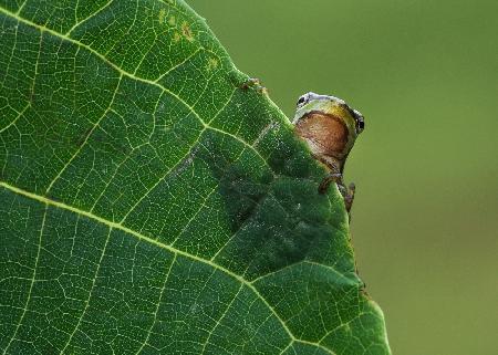 Peek A Boo!