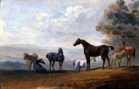 Horses