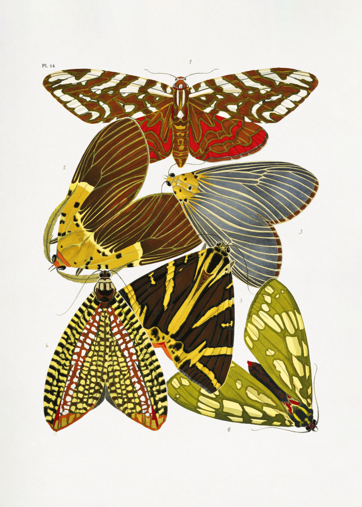 Butterflies 6 de Seguy