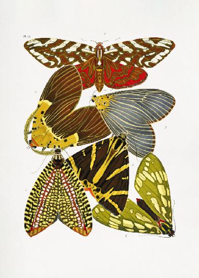 Butterflies 6