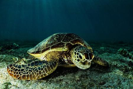 Green turtle