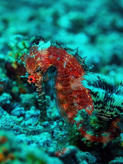 Seahorse portrait