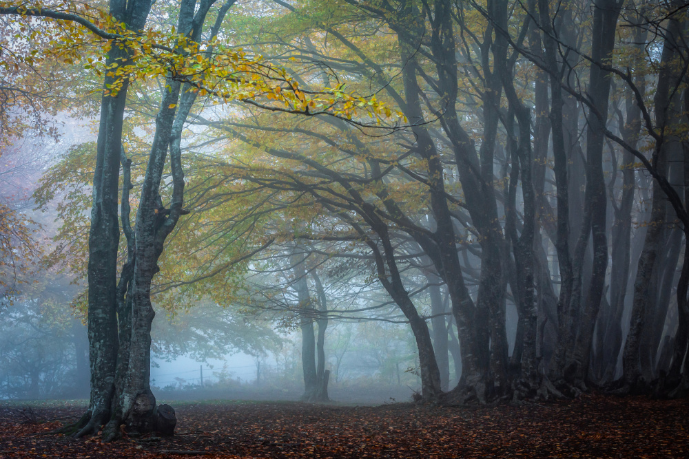 Trees in the fog de Sergio Barboni