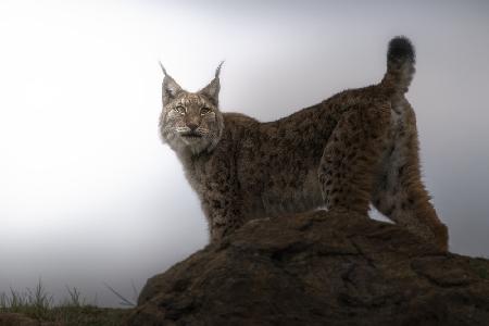 Lynx in the mist.