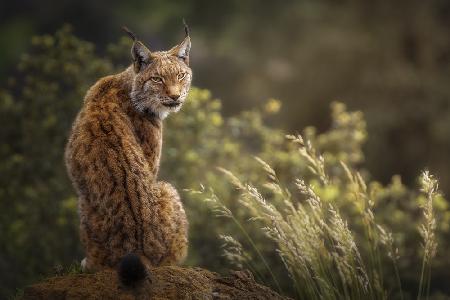 Lynx Fine Art.