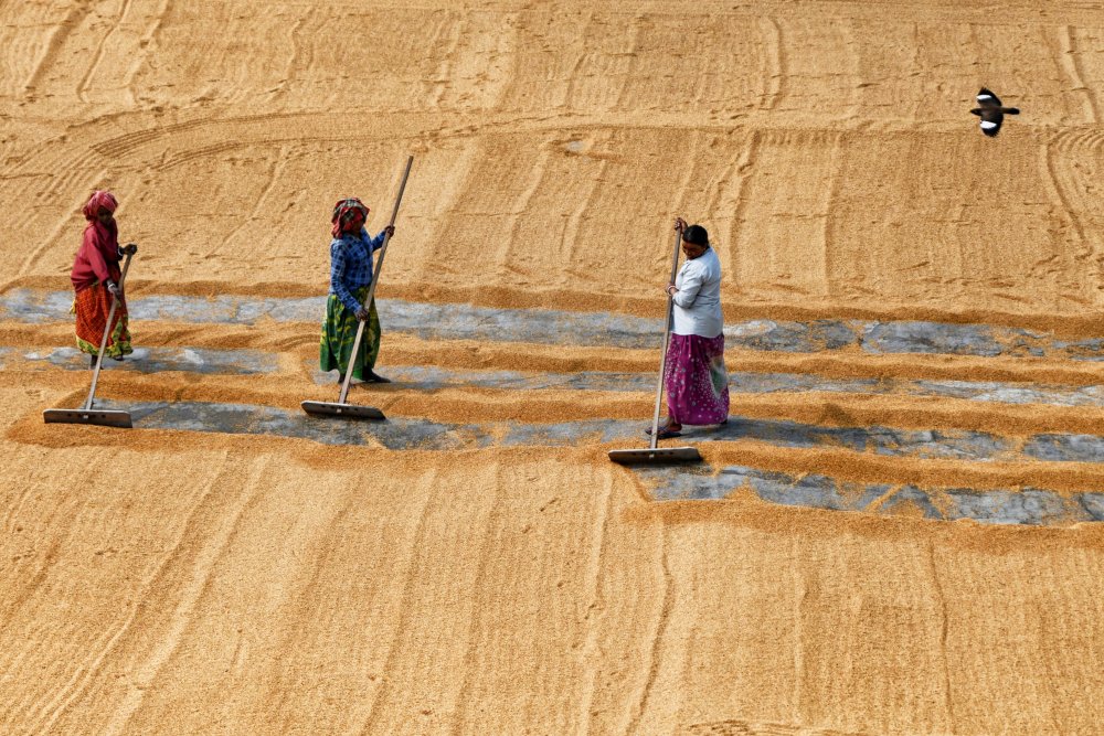 Paddy drying by women de Shaibal Nandi