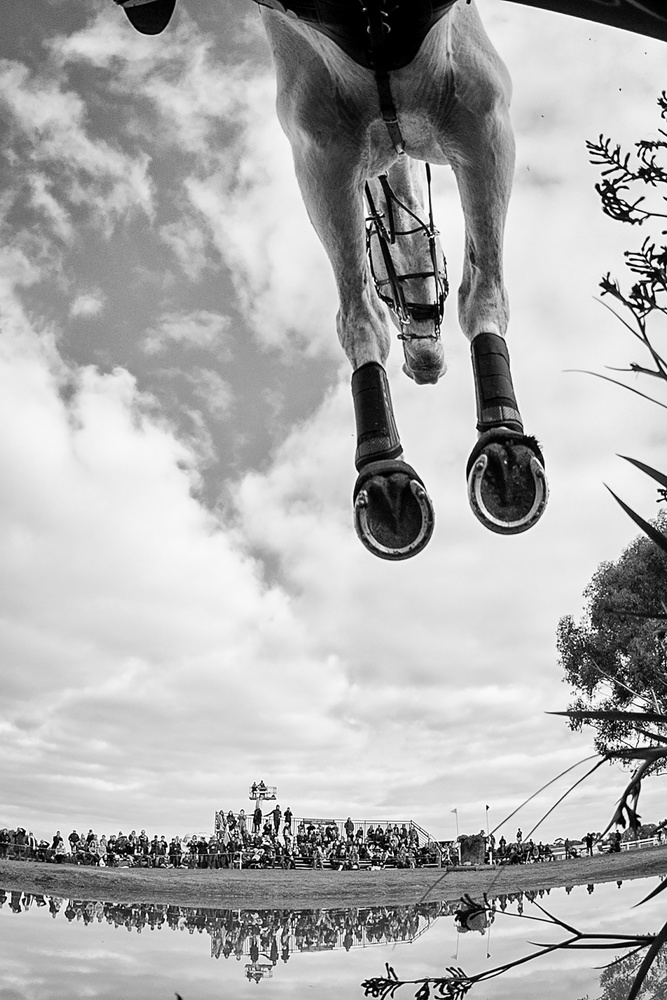 Equine Flight de Sharon Lee Chapman