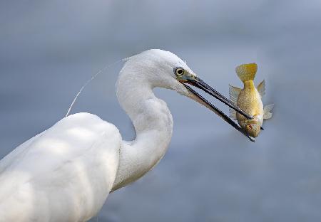 Little Egret with Tilapia