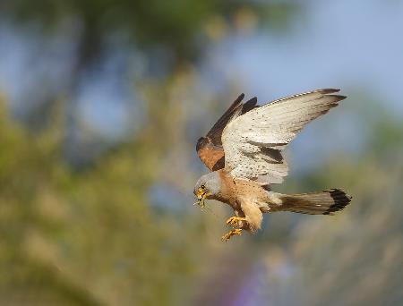 Lesser Kestrel