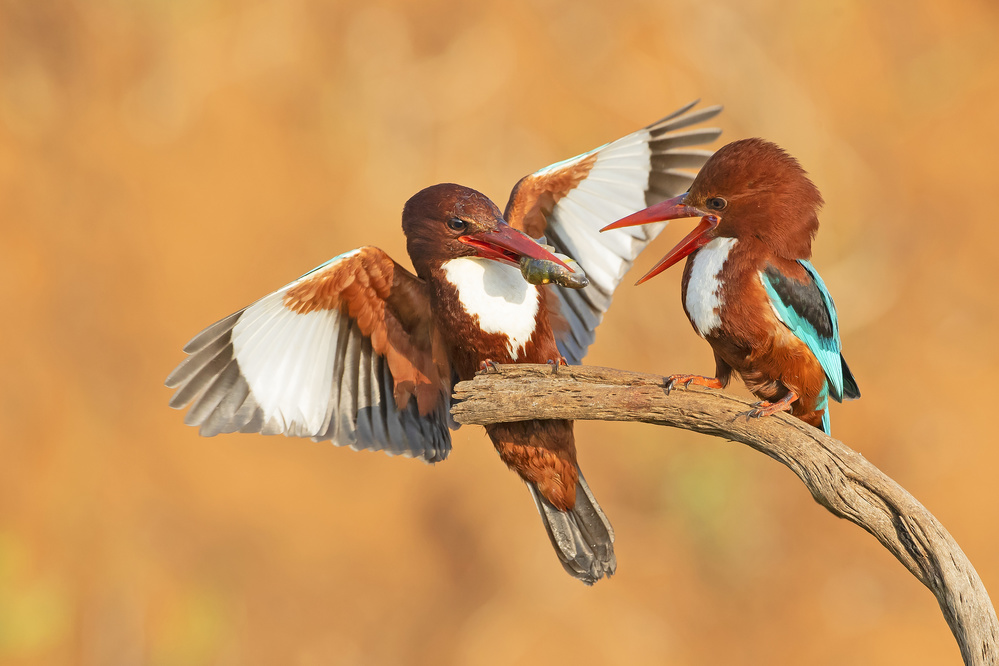 White throated Kingfishers - feeding de Shlomo Waldmann