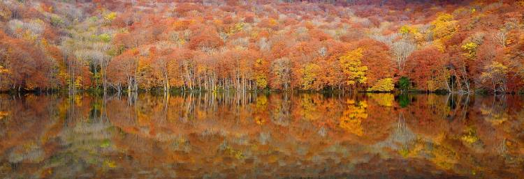 glowing autumn de Sho Shibata