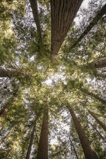 Reedwood Forest