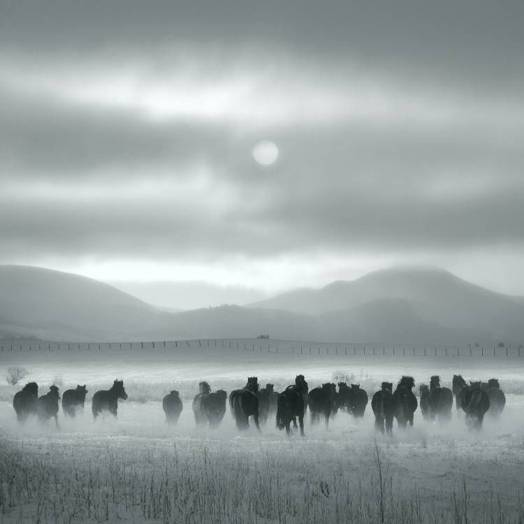 Toward the sun de Shu-Guang Yang