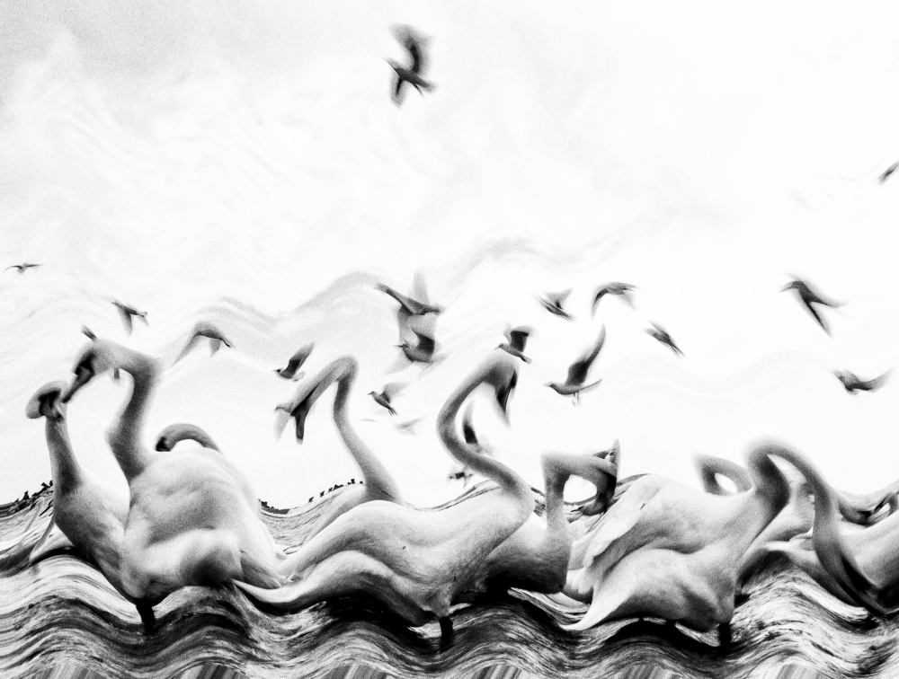 Swans waves de Silvia Dinca