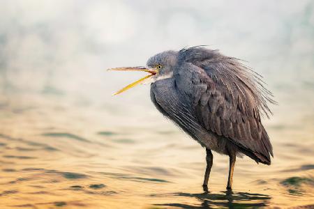 Reef Heron