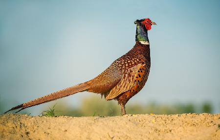 Pheasant