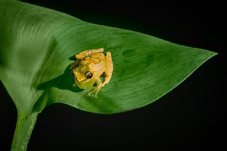 Yellow Tree Frog