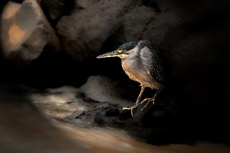 Striated Heron