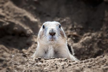 Prairie Dog