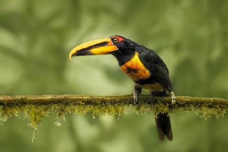 Crimson-rumped Toucan