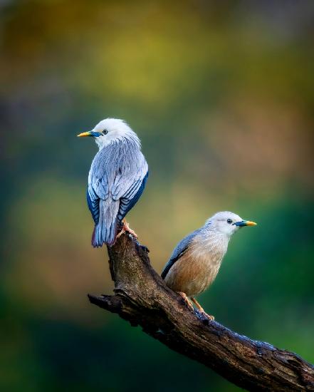 Harmony of Colours