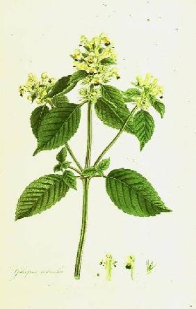 Hemp Dead Nettle, Mint Family: Galeopsis versicolor for William Curtis's `Flora Londinensis' (1775-8