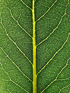 laurel leaf