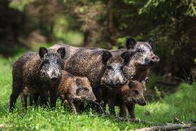 Wild boar family