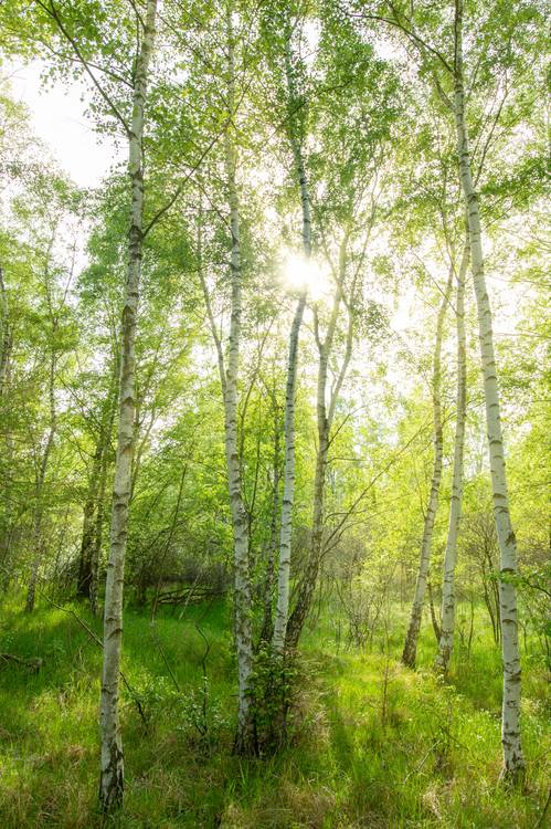 bosque de abedules de Steffen  Gierok