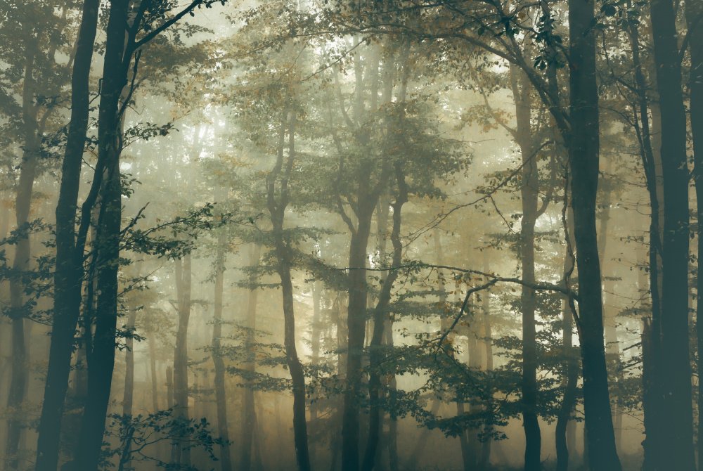 Forest de Stephanie Kleimann