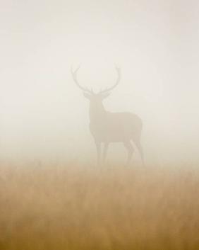 Ghost Stag - Stuart Harling