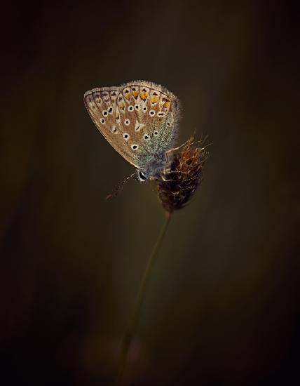 Evening Light