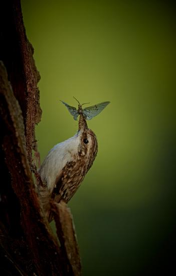 Treecreeper &amp; the mayfly