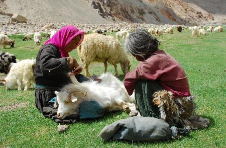 Combing the Sheep