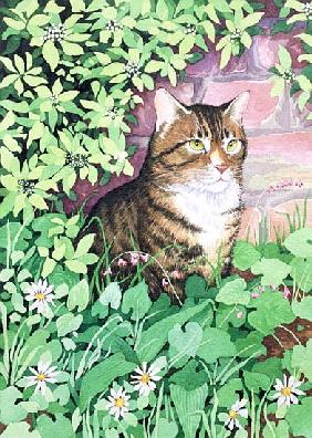 Jackie''s Cat (garden design) 