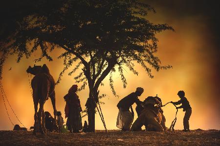 Camel vendors