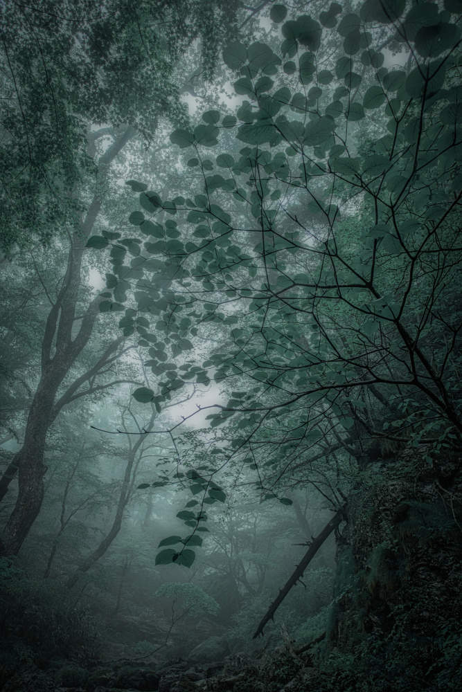Fog　forest de Takafumi Yamashita