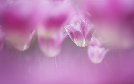 Enchanted tulips