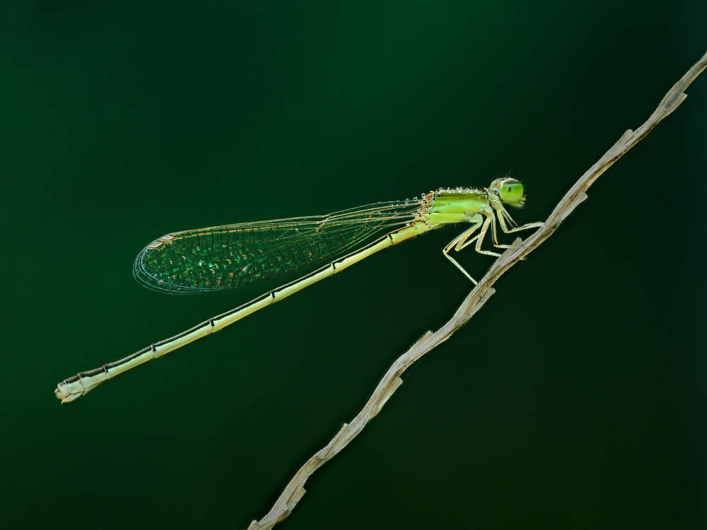 thread dragonfly de Takiko Hirai