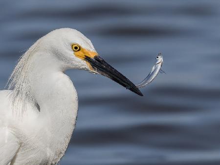 fisherman