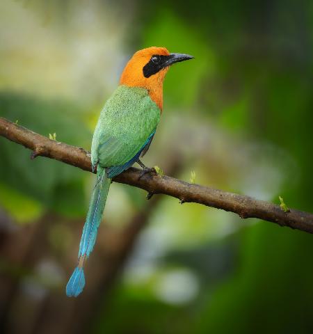 Rufous Motmot