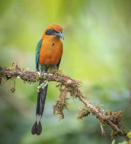 Rufous Motmot