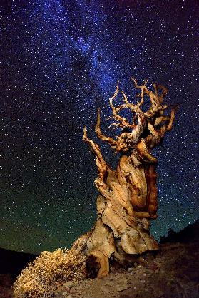 Bristlecone Pine - Tanja Ghirardini