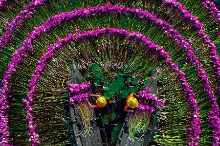 Harvesting water lilies